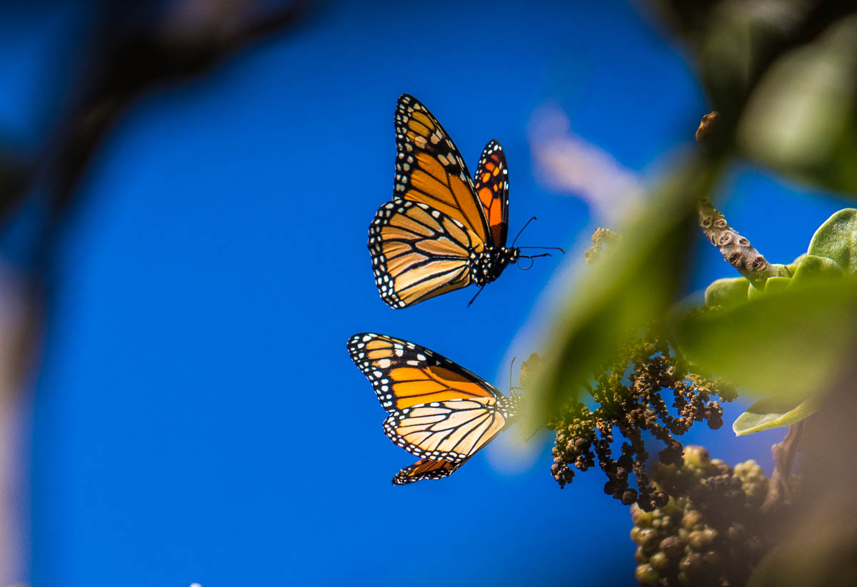 maui-home-and-life-oceanfront-jaws-acreage-14
