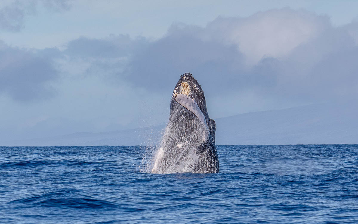maui-home-and-life-oceanfront-jaws-acreage-31